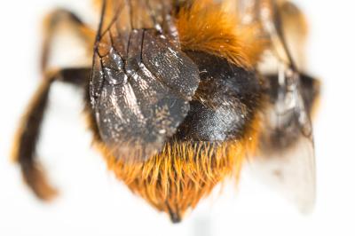 Anthophore à bandelettes Anthophora nigrovittata Dours, 1869