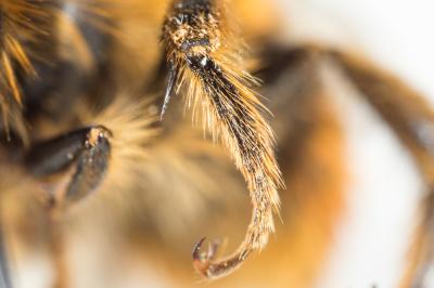 Anthophore à bandelettes Anthophora nigrovittata Dours, 1869