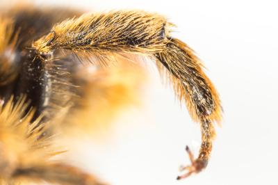 Anthophore à bandelettes Anthophora nigrovittata Dours, 1869