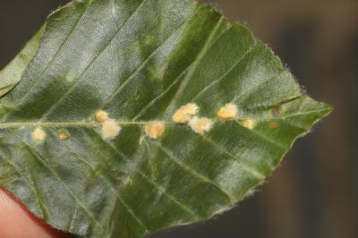  Hartigiola annulipes (Hartig, 1839)
