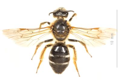  Lasioglossum xanthopus (Kirby, 1802)