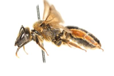  Lasioglossum xanthopus (Kirby, 1802)