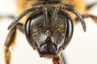  Lasioglossum xanthopus (Kirby, 1802)