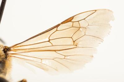  Lasioglossum xanthopus (Kirby, 1802)