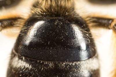  Lasioglossum xanthopus (Kirby, 1802)