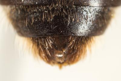  Lasioglossum xanthopus (Kirby, 1802)