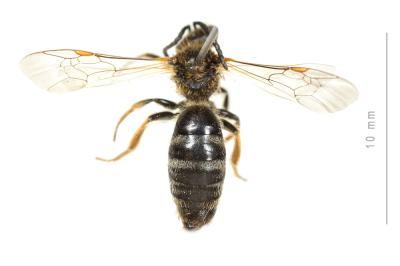  Lasioglossum xanthopus (Kirby, 1802)