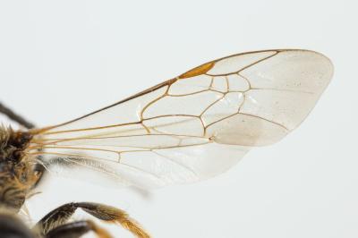  Lasioglossum xanthopus (Kirby, 1802)