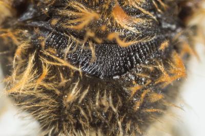  Lasioglossum xanthopus (Kirby, 1802)