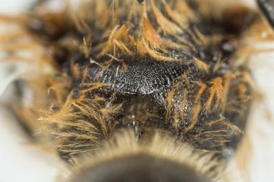  Lasioglossum xanthopus (Kirby, 1802)