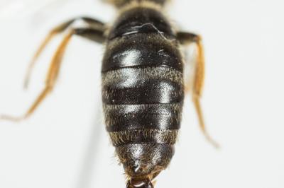  Lasioglossum xanthopus (Kirby, 1802)
