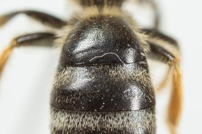  Lasioglossum xanthopus (Kirby, 1802)