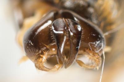  Lasioglossum xanthopus (Kirby, 1802)