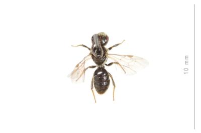  Lasioglossum villosulum (Kirby, 1802)