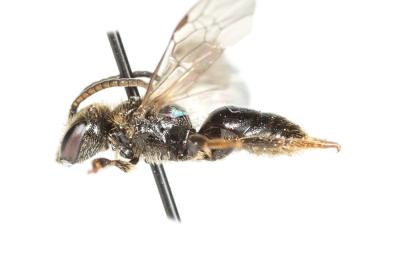  Lasioglossum villosulum (Kirby, 1802)