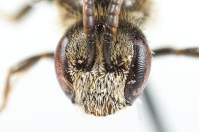  Lasioglossum villosulum (Kirby, 1802)