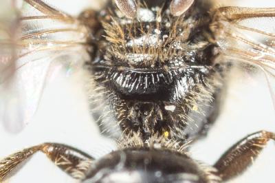  Lasioglossum villosulum (Kirby, 1802)