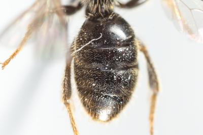  Lasioglossum villosulum (Kirby, 1802)