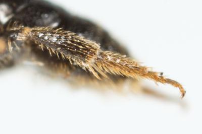  Lasioglossum villosulum (Kirby, 1802)