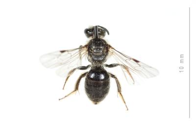  Lasioglossum villosulum (Kirby, 1802)
