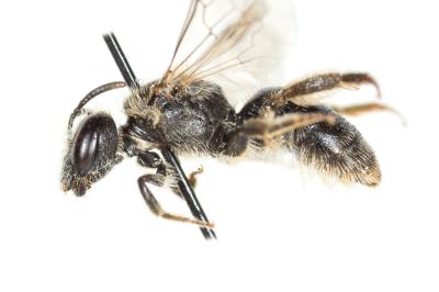 Lasioglossum villosulum (Kirby, 1802)