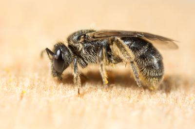 Lasioglossum villosulum (Kirby, 1802)