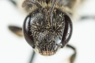  Lasioglossum villosulum (Kirby, 1802)
