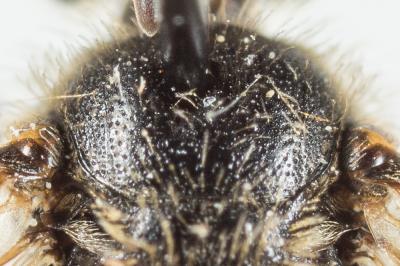  Lasioglossum villosulum (Kirby, 1802)