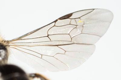  Lasioglossum villosulum (Kirby, 1802)