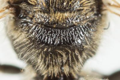  Lasioglossum villosulum (Kirby, 1802)