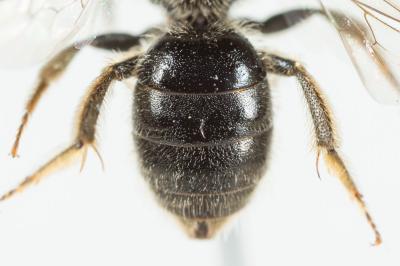  Lasioglossum villosulum (Kirby, 1802)