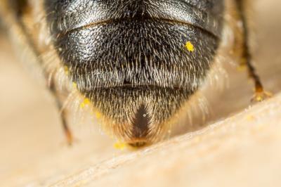  Lasioglossum villosulum (Kirby, 1802)