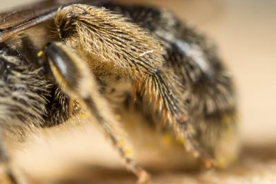  Lasioglossum villosulum (Kirby, 1802)
