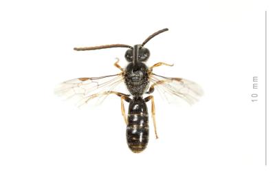  Lasioglossum tricinctum (Schenck, 1874)