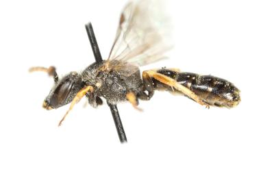  Lasioglossum tricinctum (Schenck, 1874)