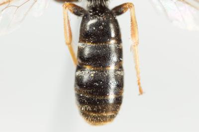  Lasioglossum tricinctum (Schenck, 1874)