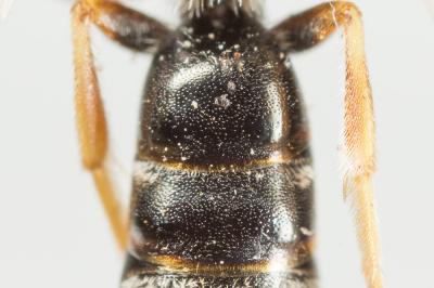  Lasioglossum tricinctum (Schenck, 1874)