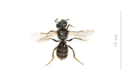  Lasioglossum subhirtum (Lepeletier, 1841)