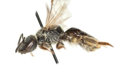  Lasioglossum subhirtum (Lepeletier, 1841)