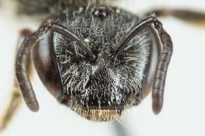  Lasioglossum subhirtum (Lepeletier, 1841)