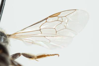  Lasioglossum subhirtum (Lepeletier, 1841)