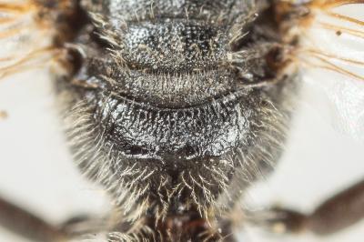  Lasioglossum subhirtum (Lepeletier, 1841)