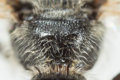  Lasioglossum subhirtum (Lepeletier, 1841)