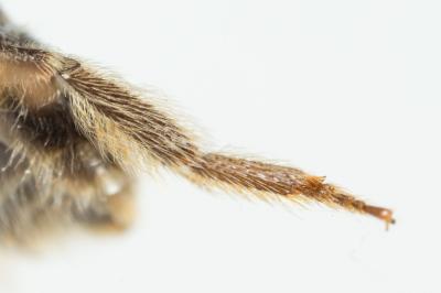  Lasioglossum subhirtum (Lepeletier, 1841)