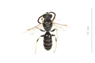  Lasioglossum subhirtum (Lepeletier, 1841)