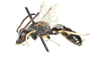  Lasioglossum subhirtum (Lepeletier, 1841)