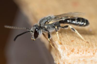  Lasioglossum subhirtum (Lepeletier, 1841)