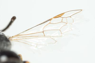  Lasioglossum subhirtum (Lepeletier, 1841)