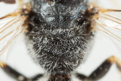  Lasioglossum subhirtum (Lepeletier, 1841)