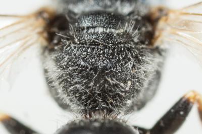  Lasioglossum subhirtum (Lepeletier, 1841)